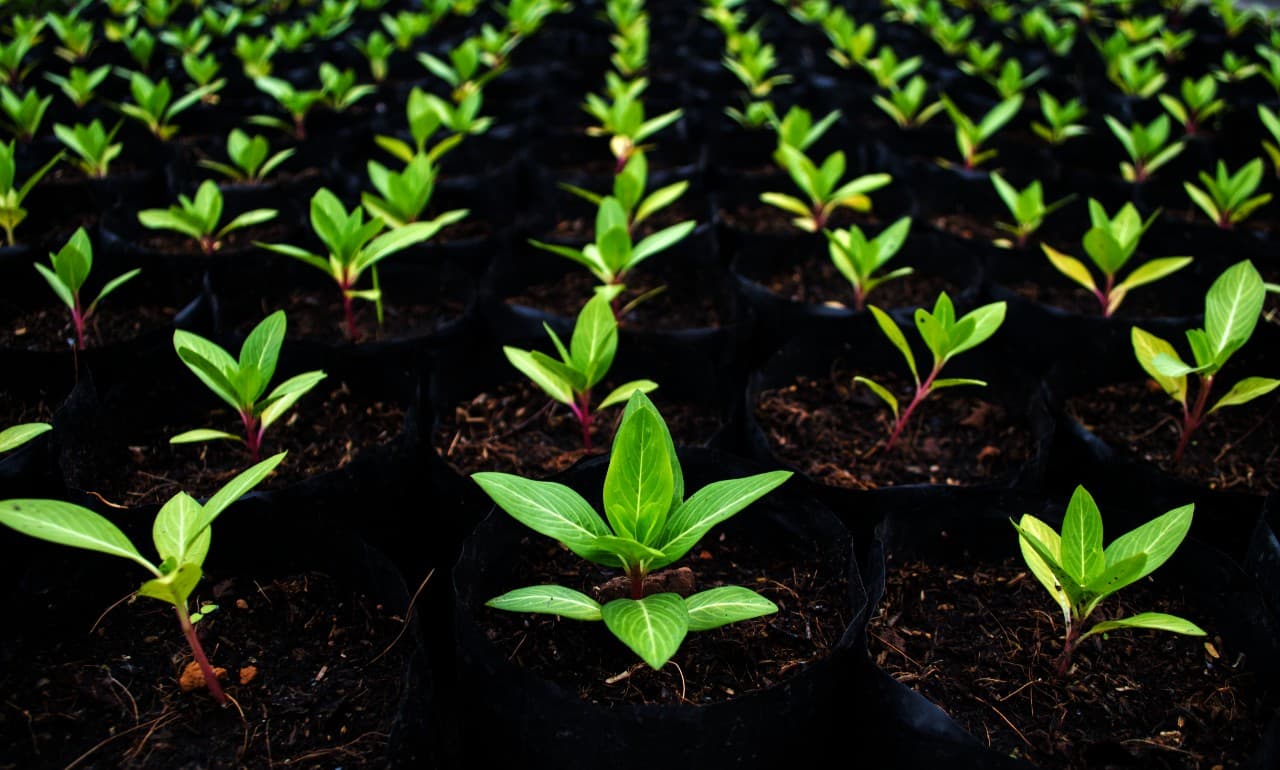 Display your Trees and Carbon Impact with the Ecologi API in WordPress