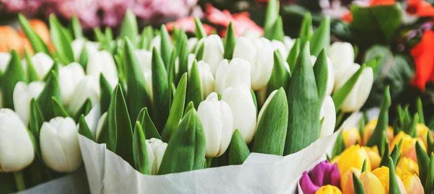 Tulips for sale