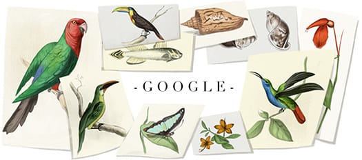 William John Swainson Google Doodle (+ Hummingbird), 8th October 2013