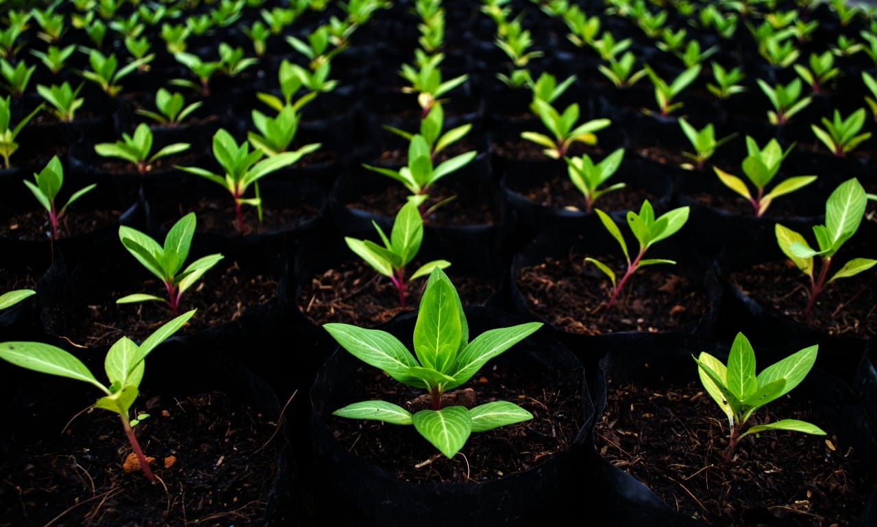 Tree planting project